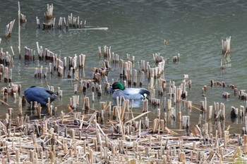 ヨシガモ 金井遊水地(金井遊水池) 2024年1月7日(日)