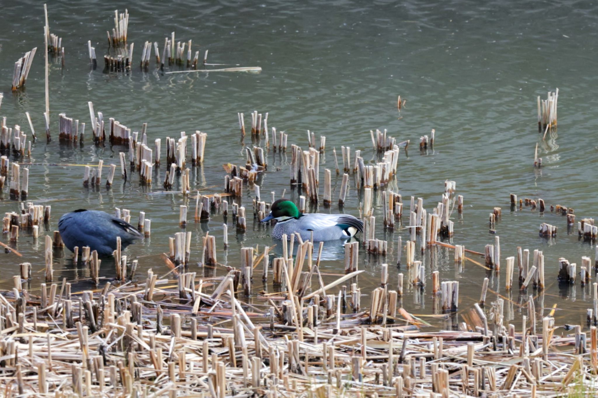 Photo of Falcated Duck at 金井遊水地(金井遊水池) by Allium