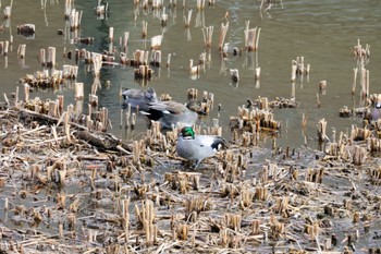 Unknown Species 金井遊水地(金井遊水池) Sun, 1/7/2024