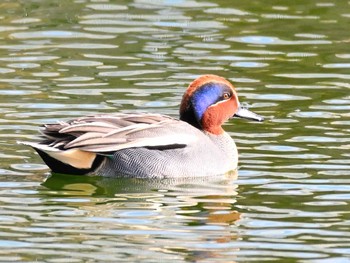 Sun, 1/7/2024 Birding report at 奈良市水上池