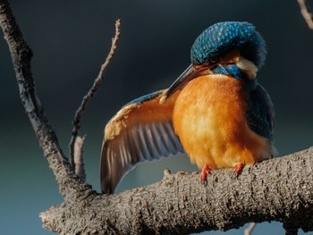 2024年1月7日(日) 善福寺公園の野鳥観察記録