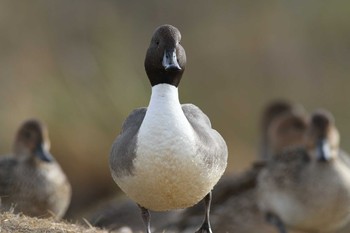 Northern Pintail Izunuma Wed, 11/28/2012