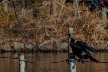 カワウ 善福寺公園 2024年1月7日(日)