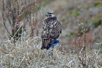 Eastern Buzzard 大沼(宮城県仙台市) Sun, 1/7/2024