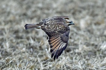 Eastern Buzzard 大沼(宮城県仙台市) Sun, 1/7/2024