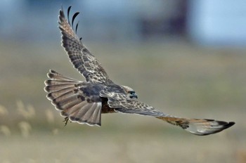 Peregrine Falcon 大沼(宮城県仙台市) Sun, 1/7/2024