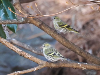 Eurasian Siskin 創造の森(山梨県) Sun, 1/7/2024