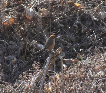 Sun, 1/7/2024 Birding report at 矢上川