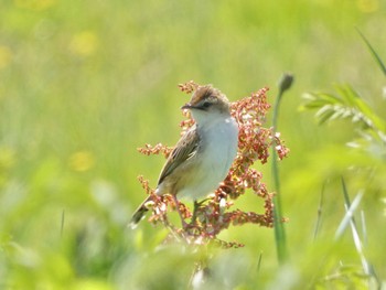 2023年4月23日(日) 平城宮跡の野鳥観察記録