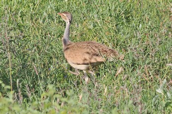 セネガルショウノガン アンボセリ国立公園 2023年12月27日(水)