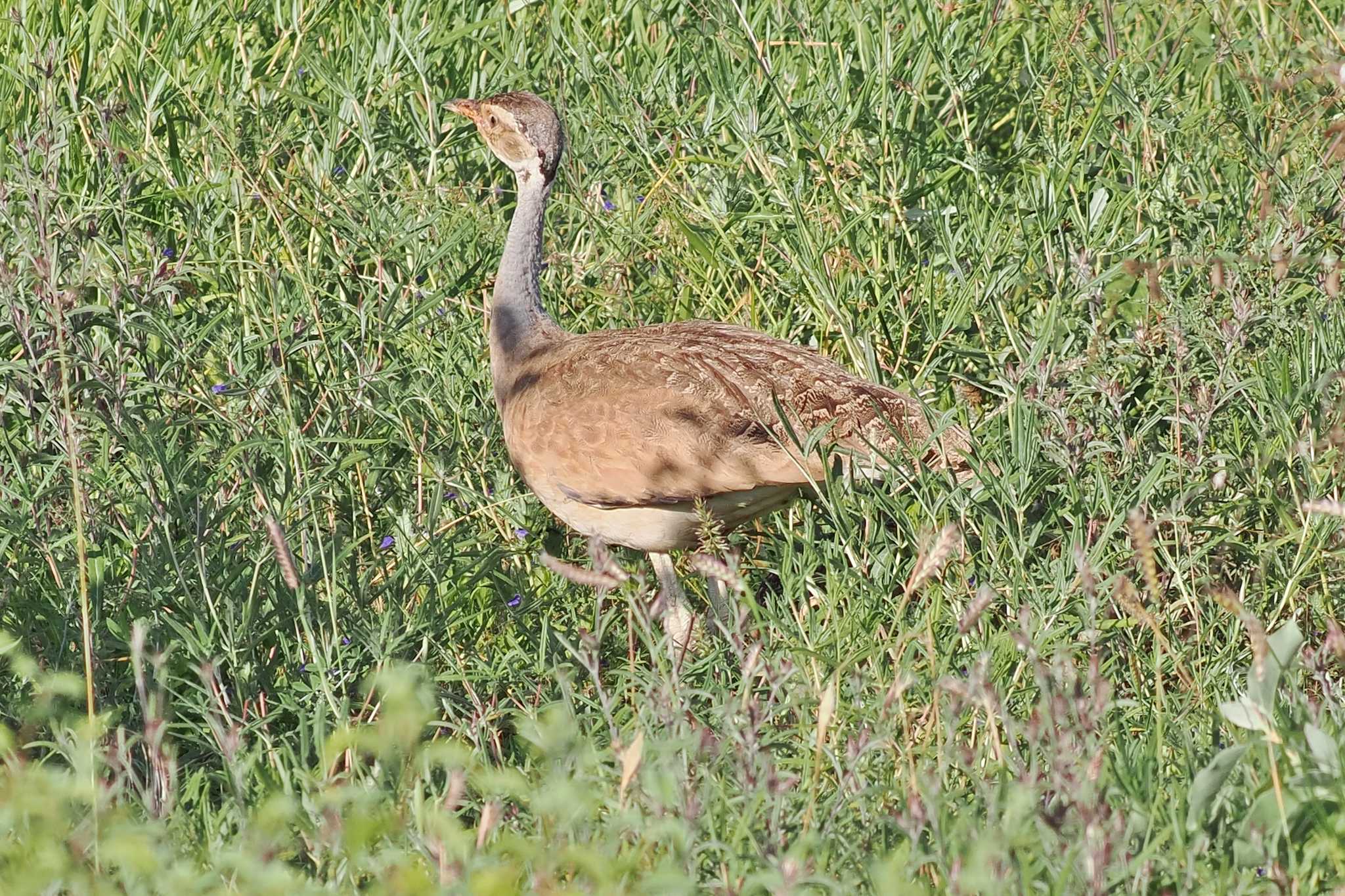 アンボセリ国立公園 セネガルショウノガンの写真 by 藤原奏冥