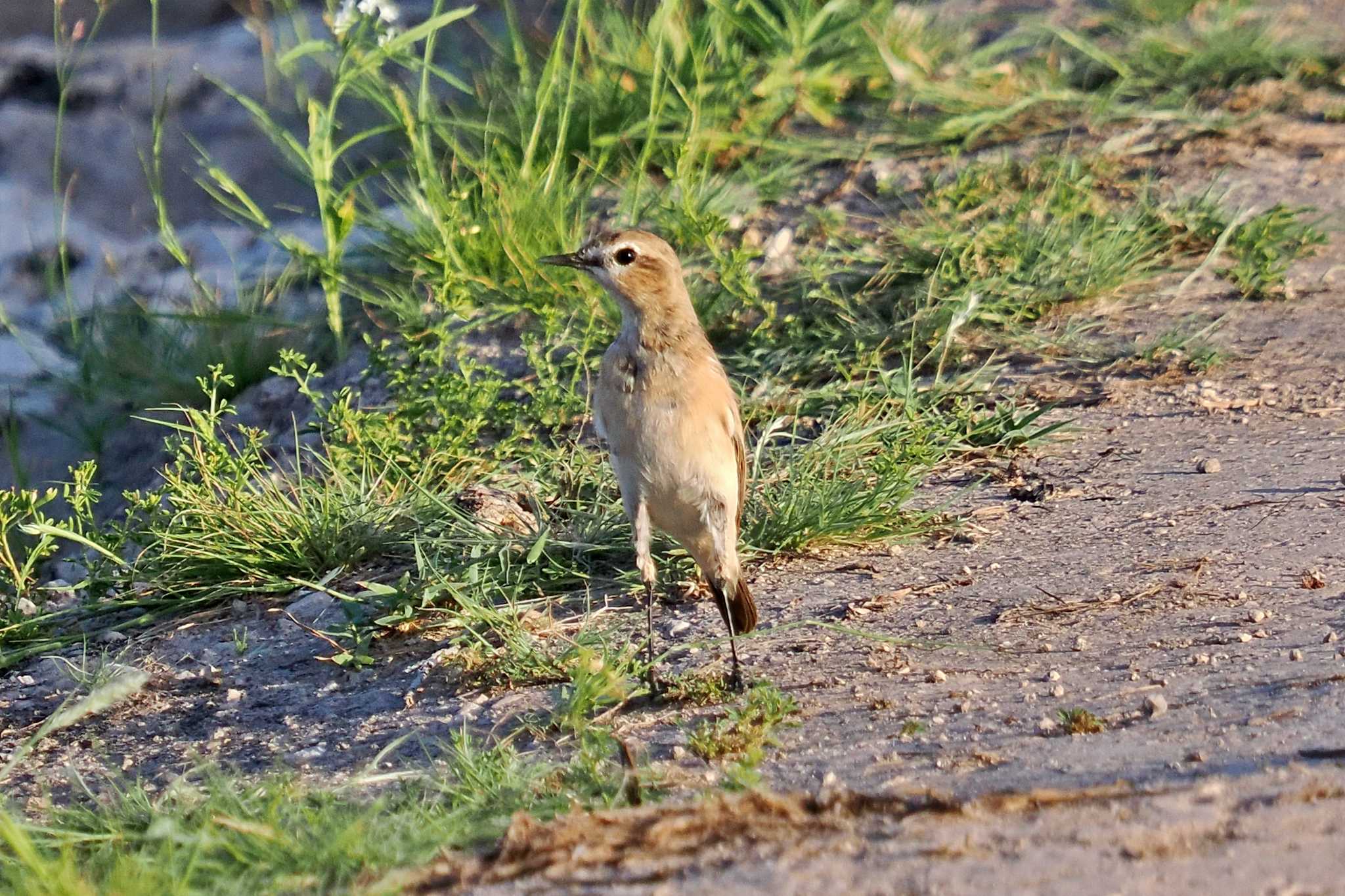 Photo of Isabelline Wheatear at Amboseli National Park by 藤原奏冥