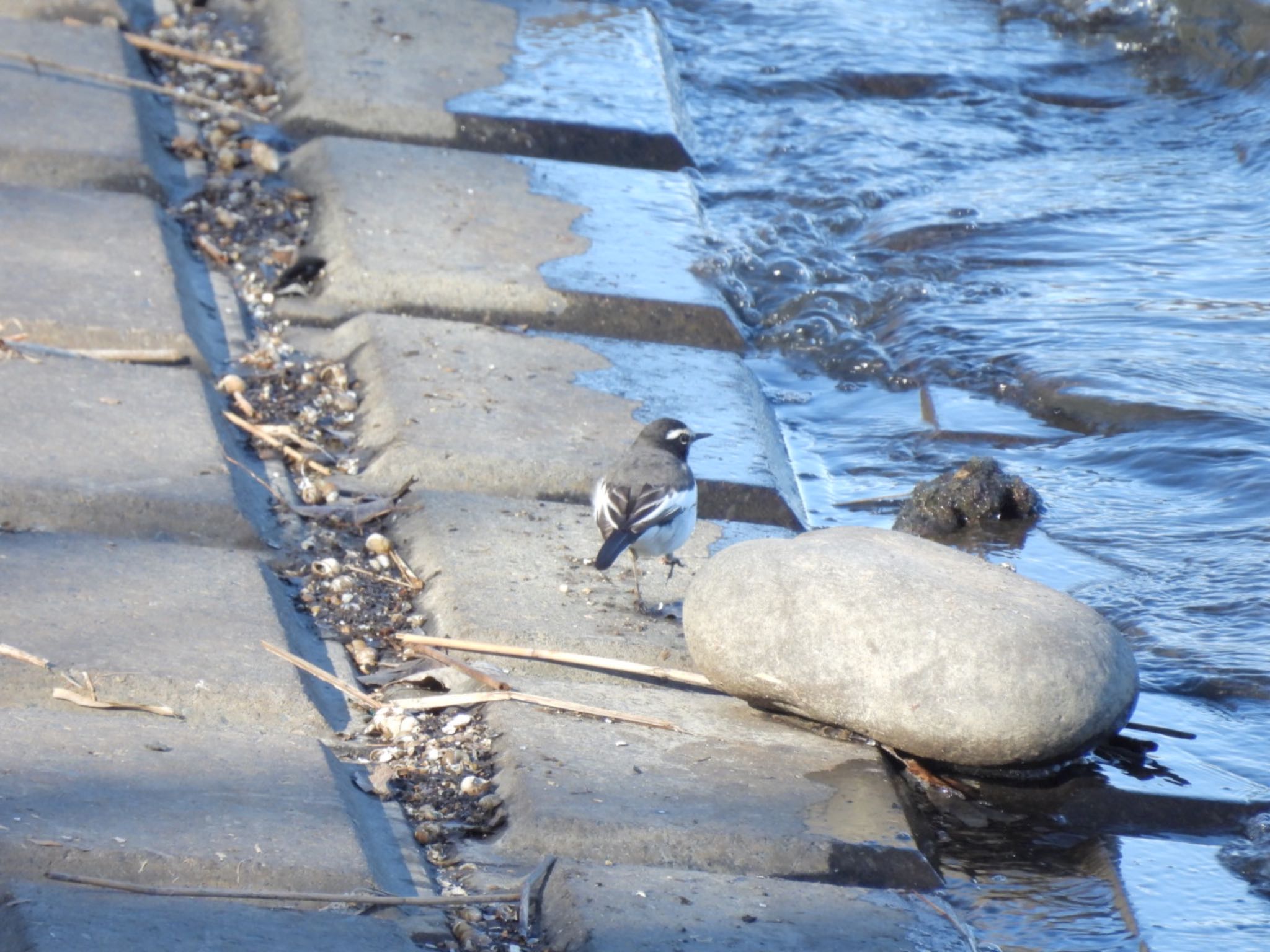 Japanese Wagtail