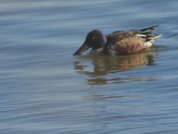 2024年1月7日(日) 渡良瀬遊水地の野鳥観察記録