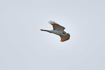 Eurasian Goshawk 大沼(宮城県仙台市) Sun, 1/7/2024