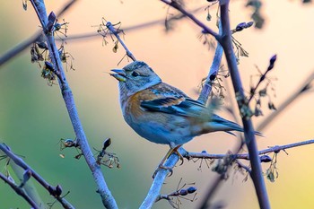 Brambling 日向渓谷 Sun, 1/7/2024