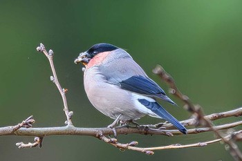 Eurasian Bullfinch 日向渓谷 Sun, 1/7/2024