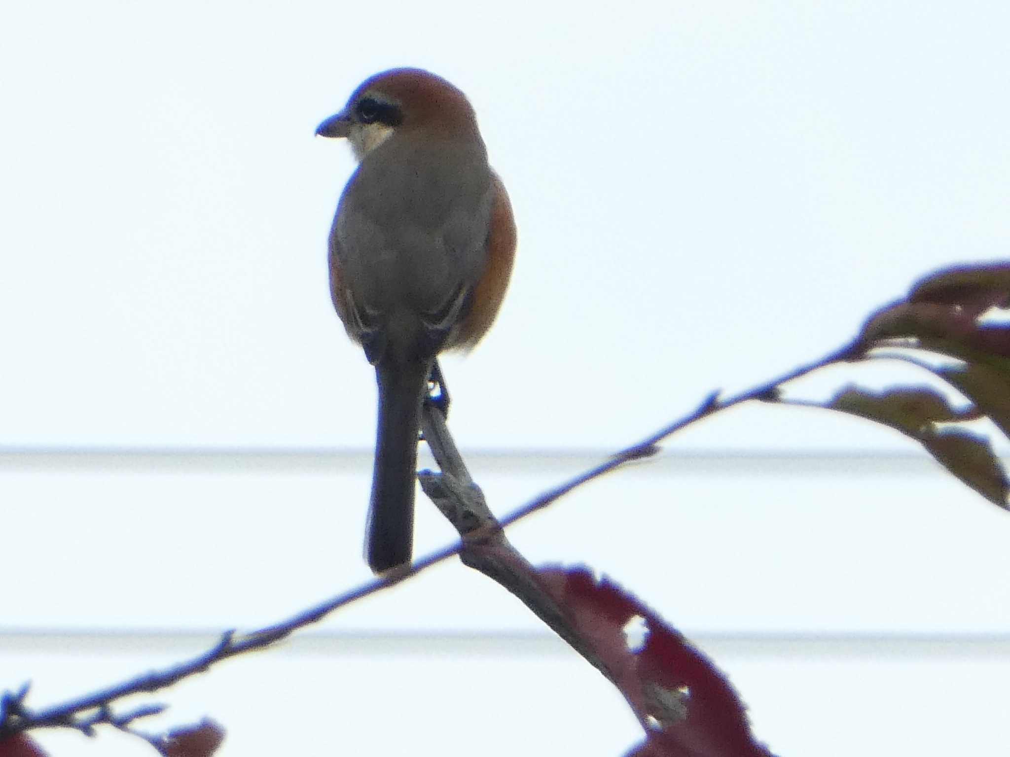 Photo of Bull-headed Shrike at 浅野川河口 by Kozakuraband