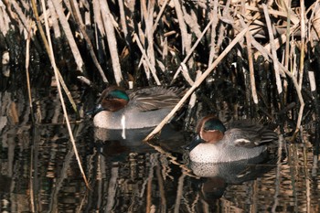 Green-winged Teal 千葉県松戸市国分川 Mon, 1/8/2024