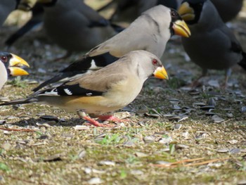 Chinese Grosbeak 安城市 Tue, 1/19/2016