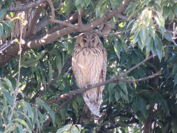 Long-eared Owl 名古屋市 Fri, 1/22/2016