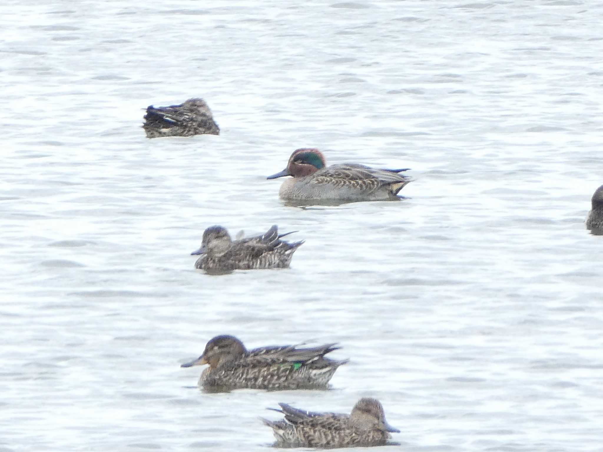 Photo of Eurasian Teal at 浅野川河口 by Kozakuraband