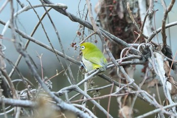 メジロ 中川温泉 2024年1月4日(木)