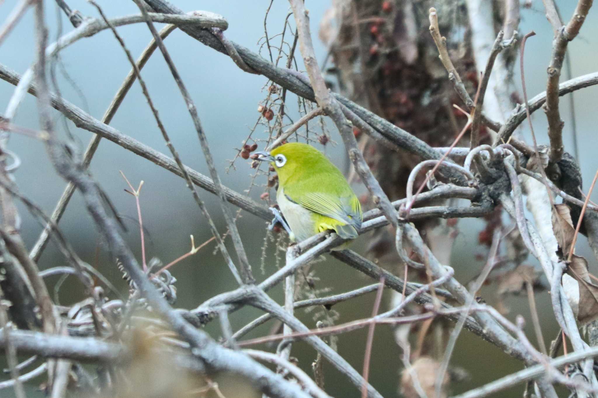 Warbling White-eye