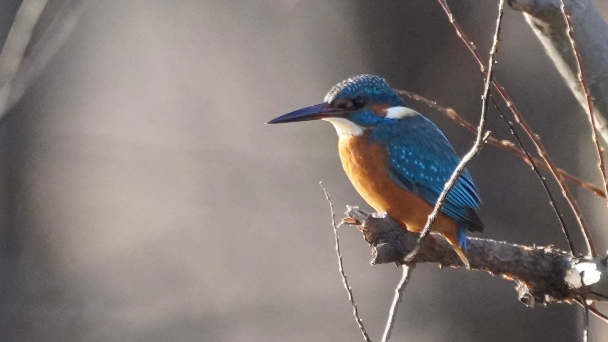 Photo of Common Kingfisher at 淀川河川公園 by m_obe