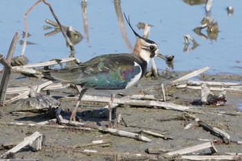 Tue, 1/2/2024 Birding report at 徳島県