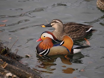 Mandarin Duck 高松の池 Fri, 1/5/2024