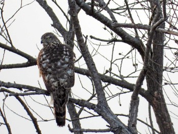 Eurasian Goshawk Kabukuri Pond Sun, 1/7/2024