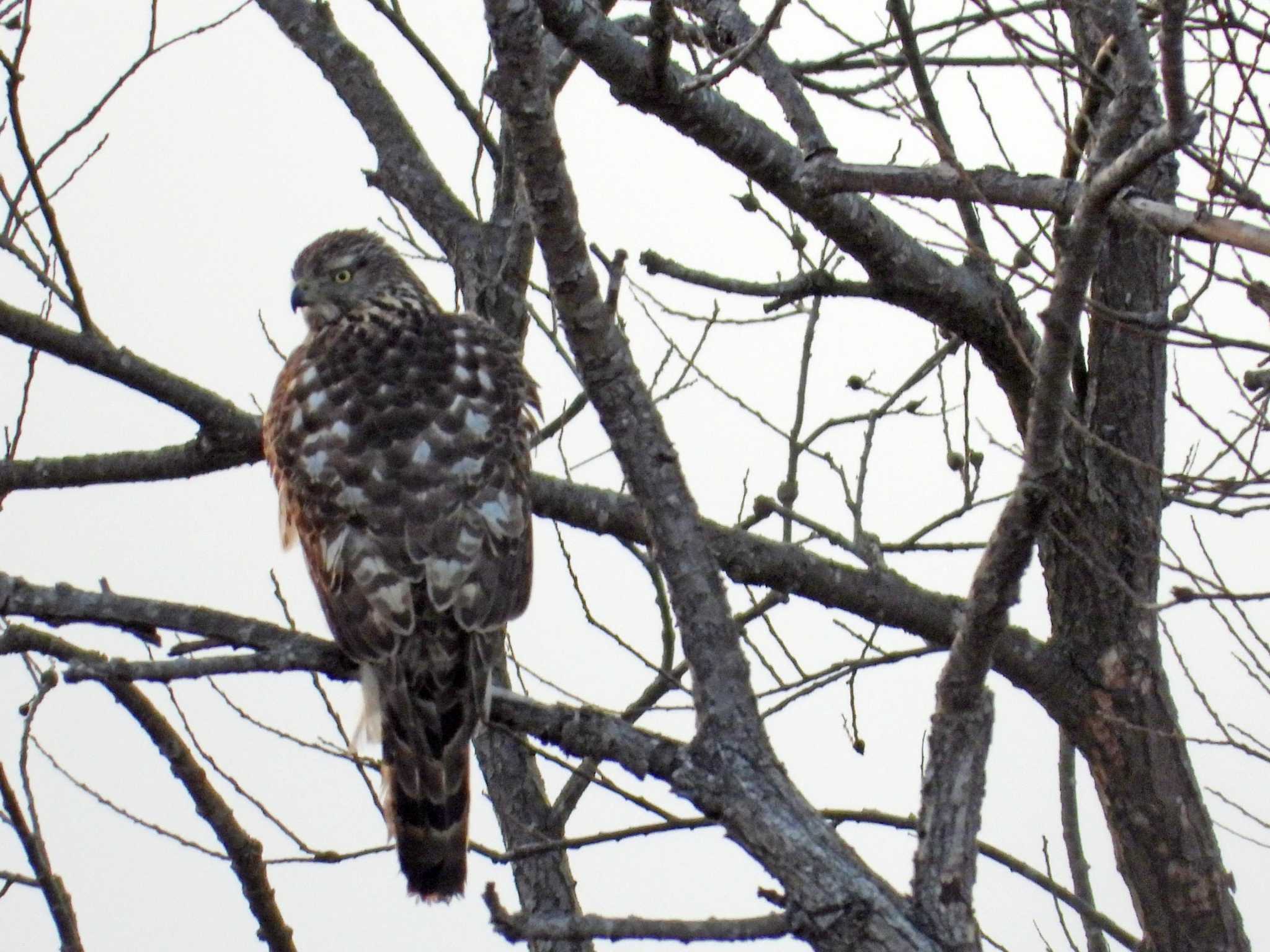 Photo of Eurasian Goshawk at Kabukuri Pond by くーちゃんねる