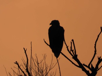 White-tailed Eagle Kabukuri Pond Sun, 1/7/2024