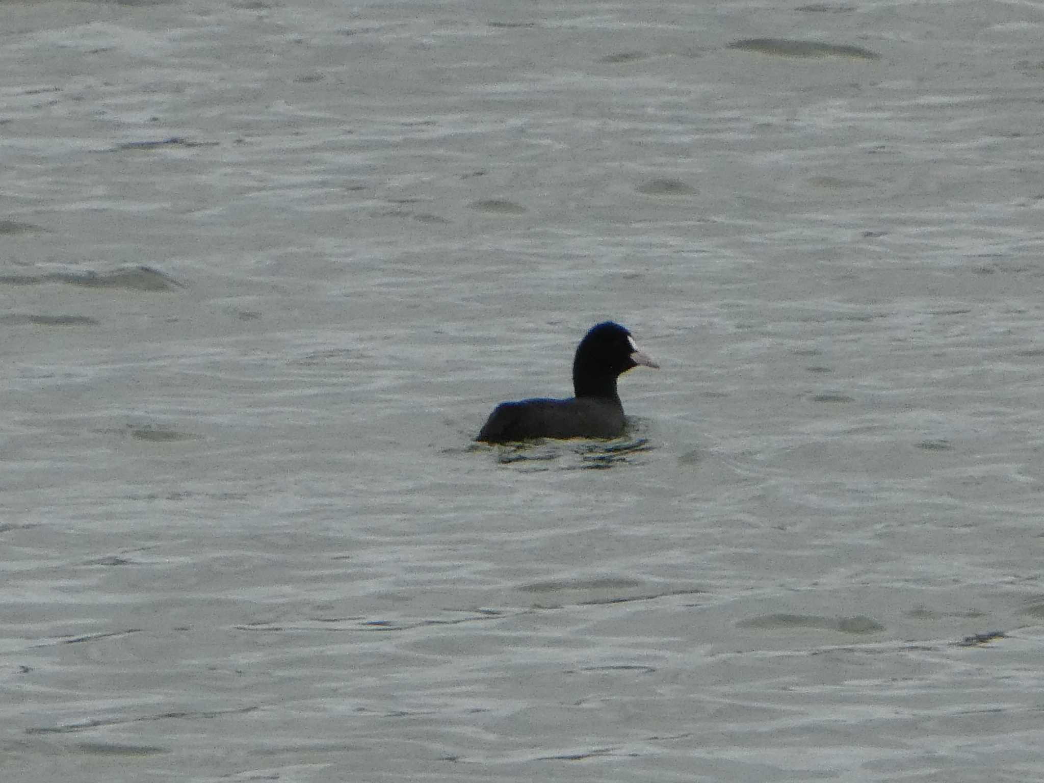 Photo of Eurasian Coot at 浅野川河口 by Kozakuraband