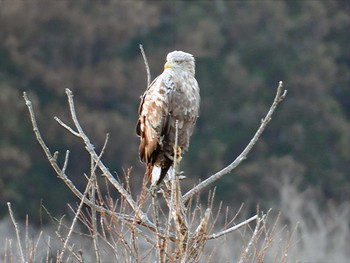 White-tailed Eagle Kabukuri Pond Sun, 1/7/2024