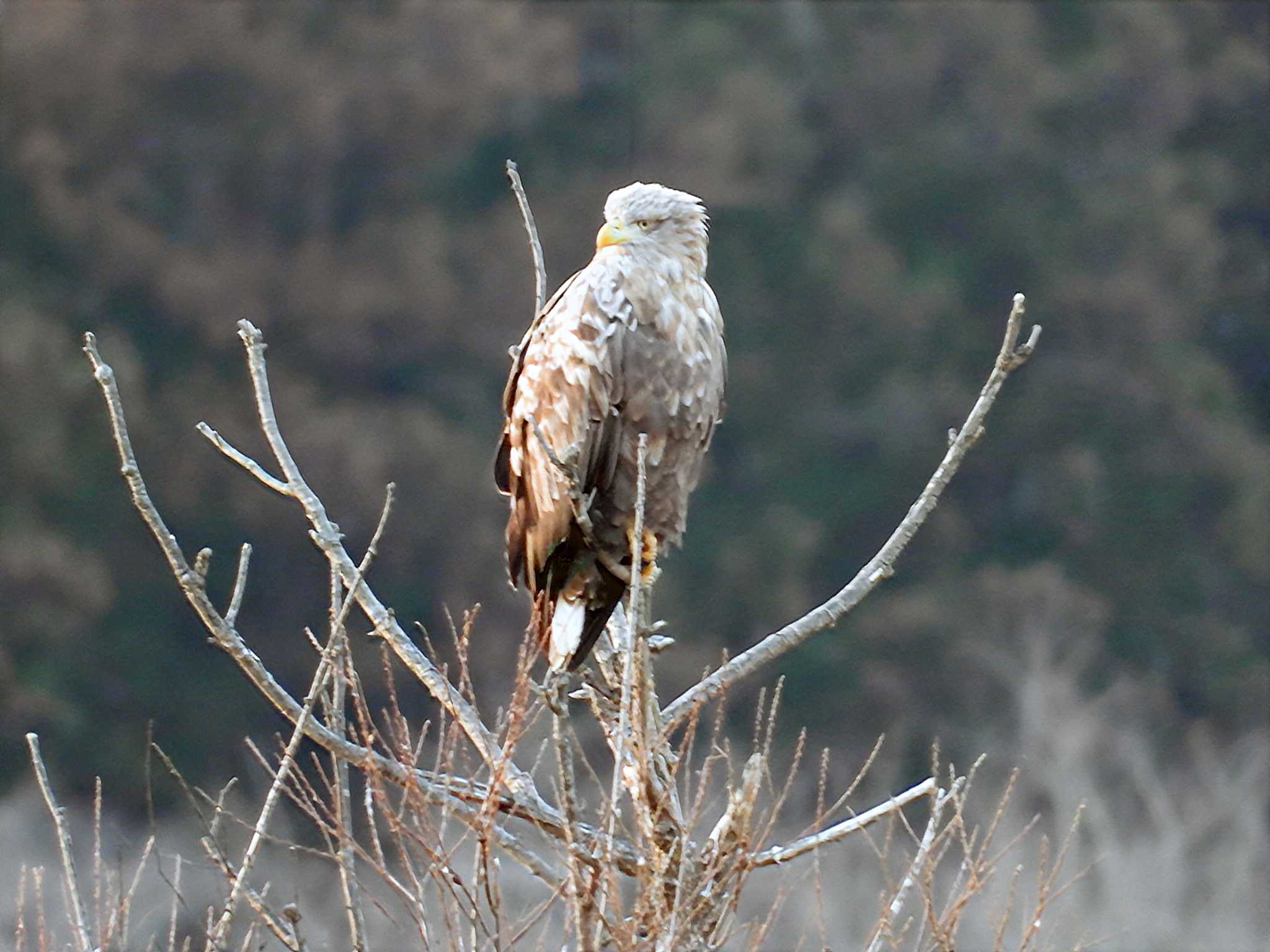 Photo of White-tailed Eagle at Kabukuri Pond by くーちゃんねる