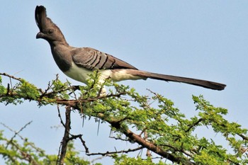 White-bellied Go-away-bird