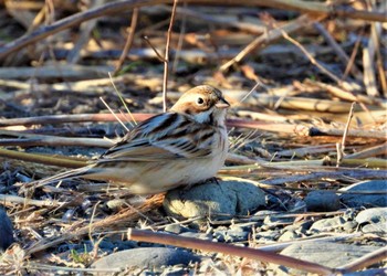 Pallas's Reed Bunting 多摩川 Mon, 1/8/2024