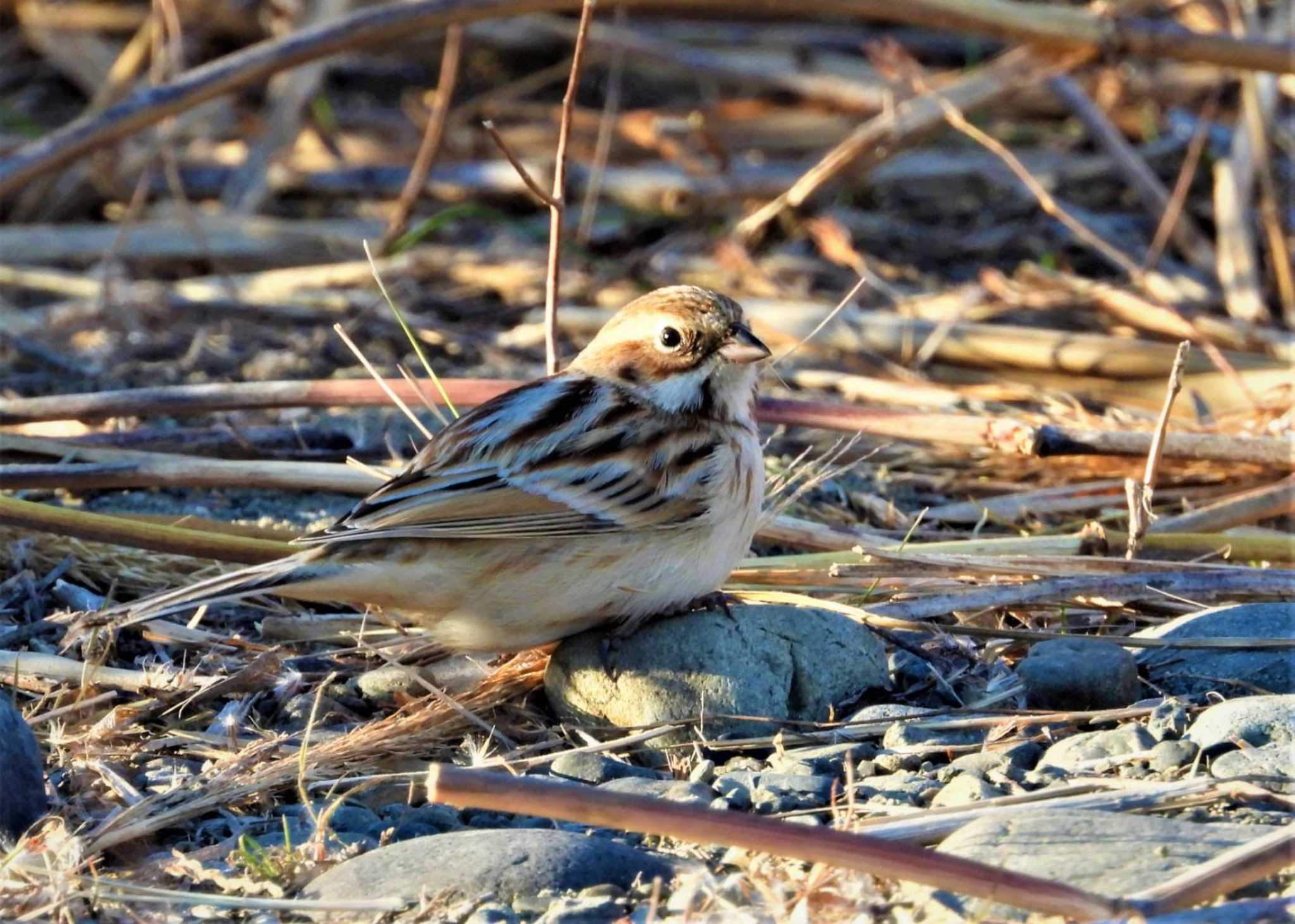 Photo of Pallas's Reed Bunting at 多摩川 by まつげ