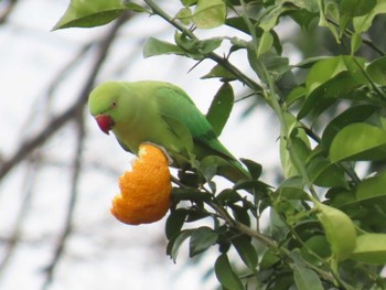 ワカケホンセイインコ 仙川 2024年1月7日(日)