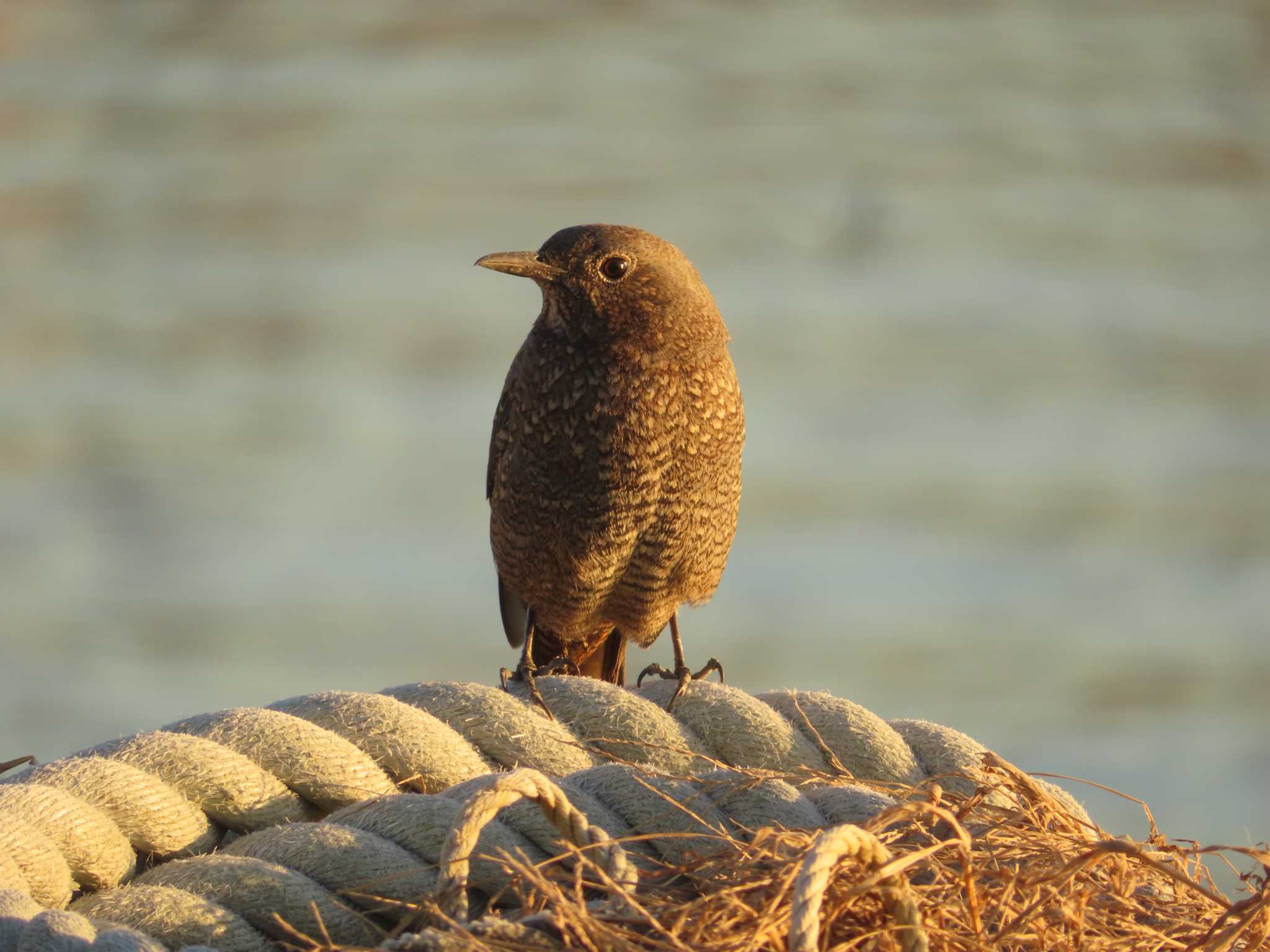 銚子漁港 イソヒヨドリの写真 by ゆ