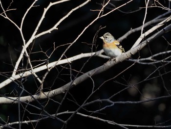 Brambling Yoyogi Park Fri, 1/5/2024