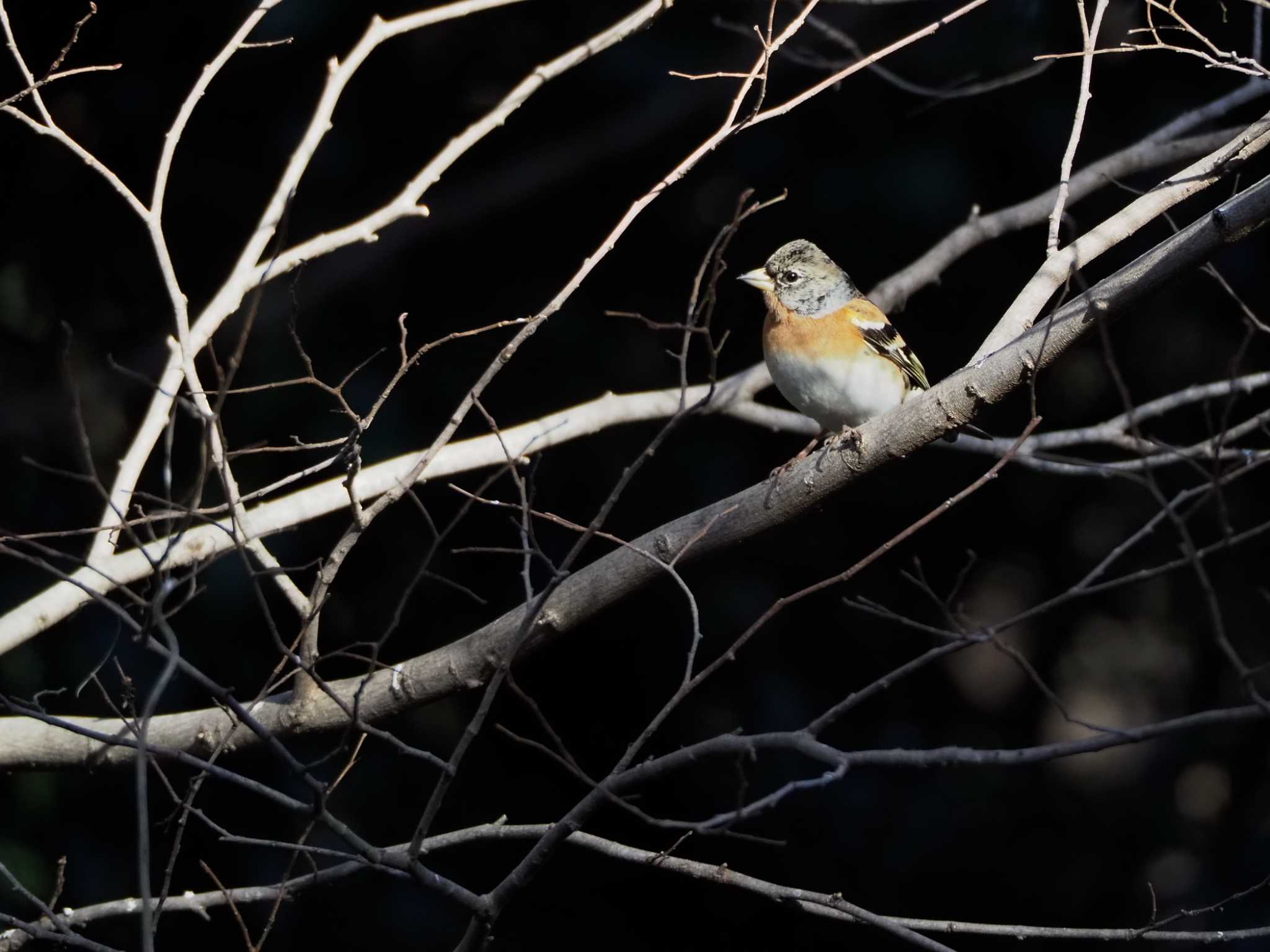 代々木公園 アトリの写真 by y-kuni