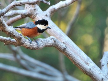 Varied Tit Yoyogi Park Mon, 1/8/2024