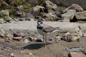 Little Ringed Plover 奈良 葛下川 Sun, 5/22/2022