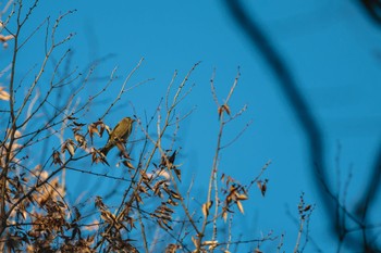 Grey-capped Greenfinch 深大寺自然広場 Fri, 1/5/2024