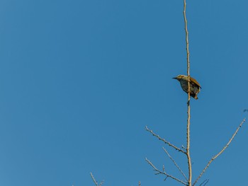 Brown-eared Bulbul 深大寺自然広場 Fri, 1/5/2024