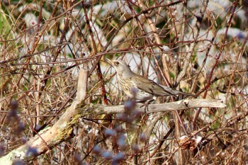 Sat, 12/2/2023 Birding report at Senjogahara Marshland