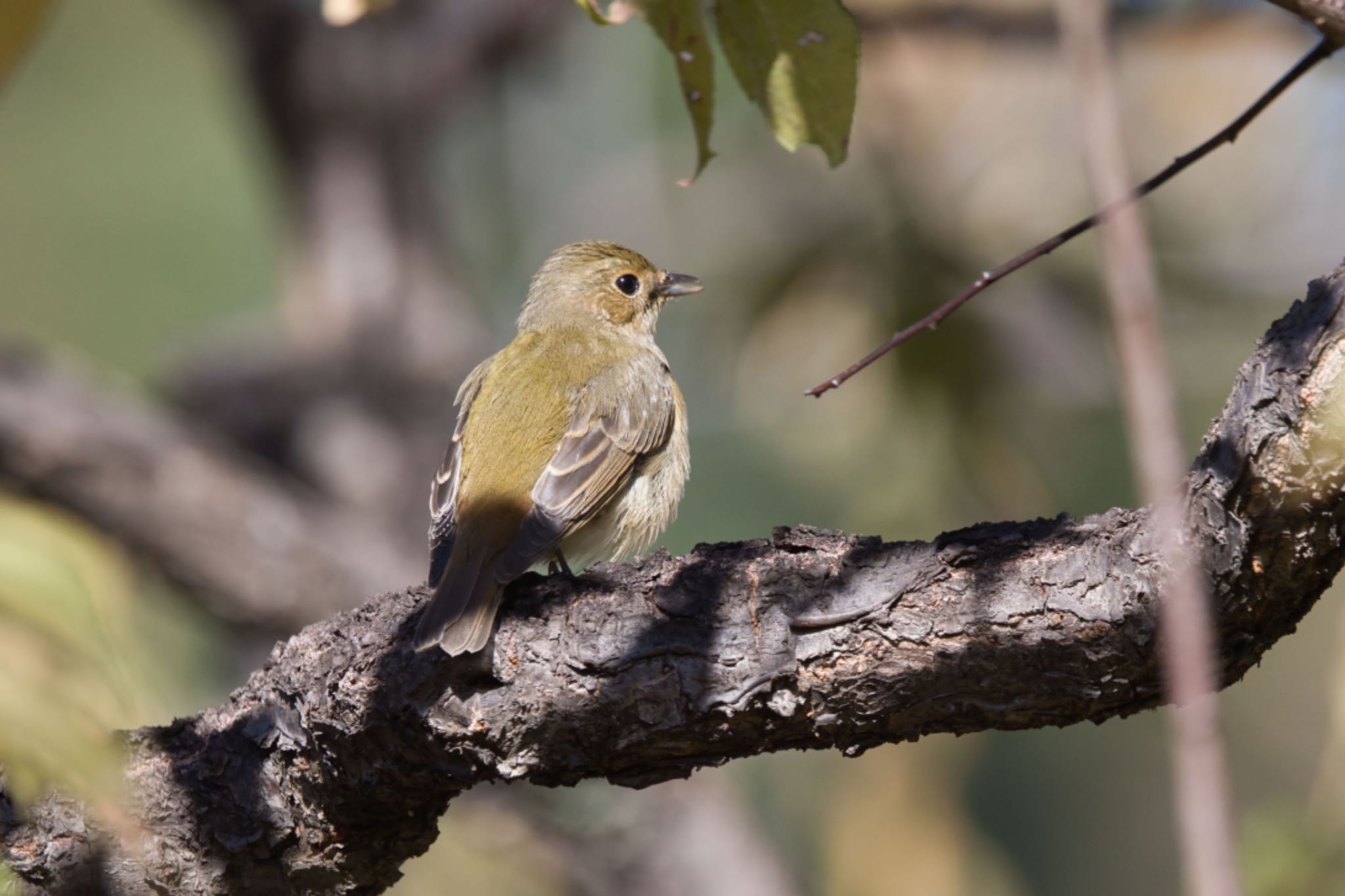 Photo of Narcissus Flycatcher at Osaka castle park by アカウント15049